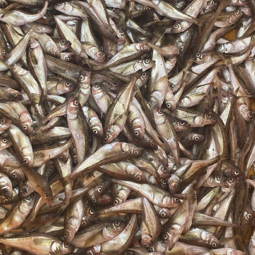 동해안 제철 도루묵 500g 1kg