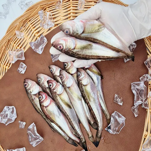 동해안 제철 도루묵 500g 1kg