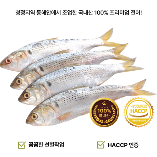 산지 직송 동해안 전어 1kg (5미내외)