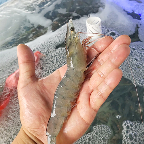 산지직송 활 흰다리 새우