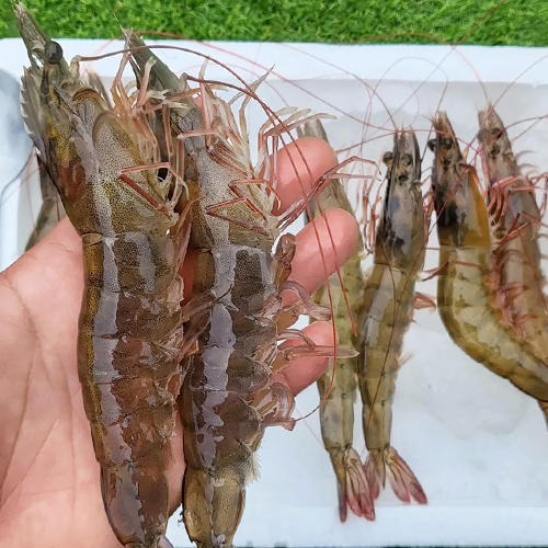 산지직송 활 흰다리 새우